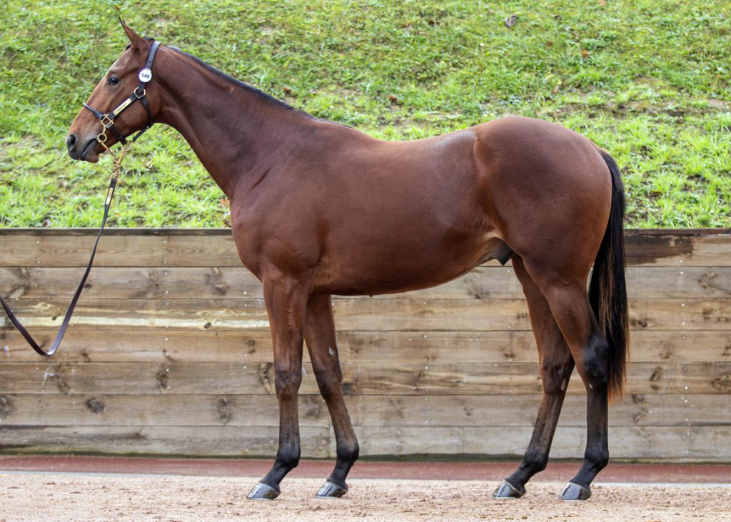 Lot 540, Arqana Autumn yearling