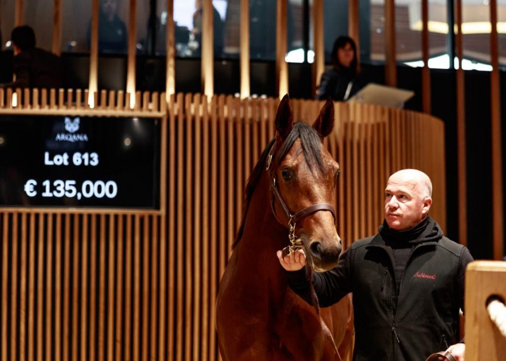 Lot 613, a son of Doctor Dino in the ring for the 2025 Arqana Autumn Sale