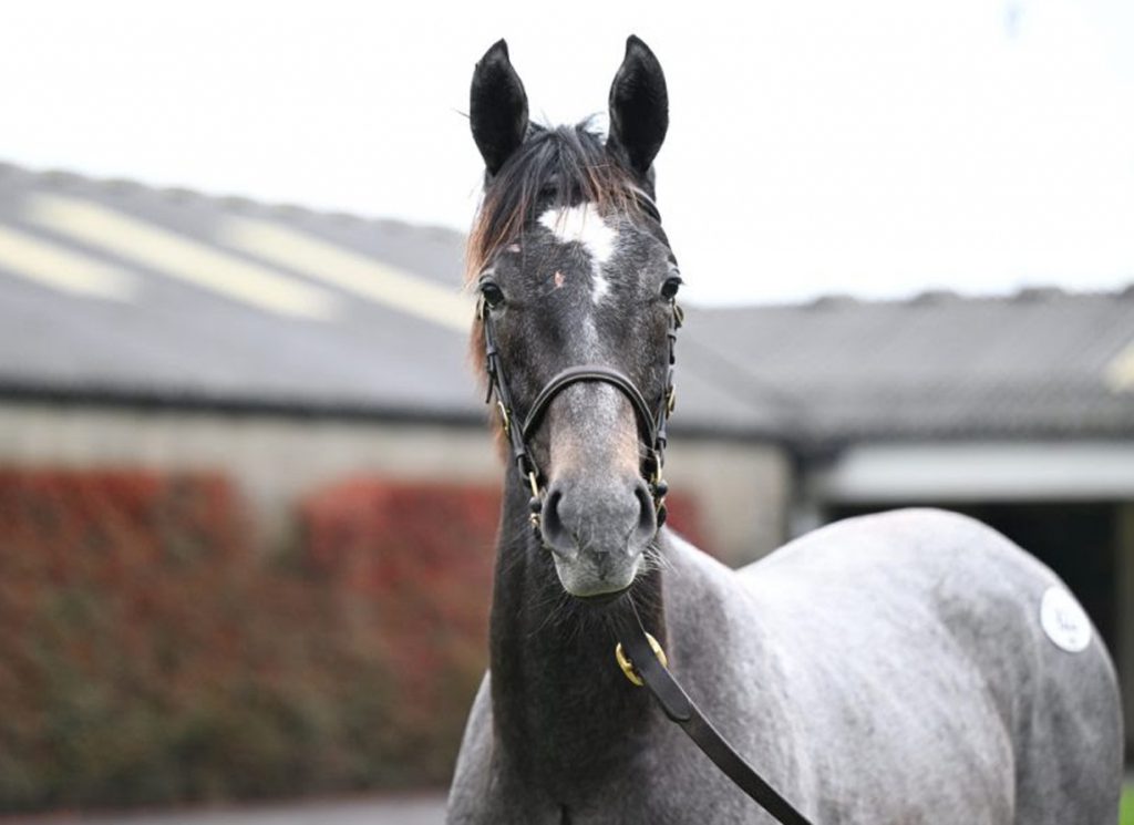 Lot 622, a son of Authorized