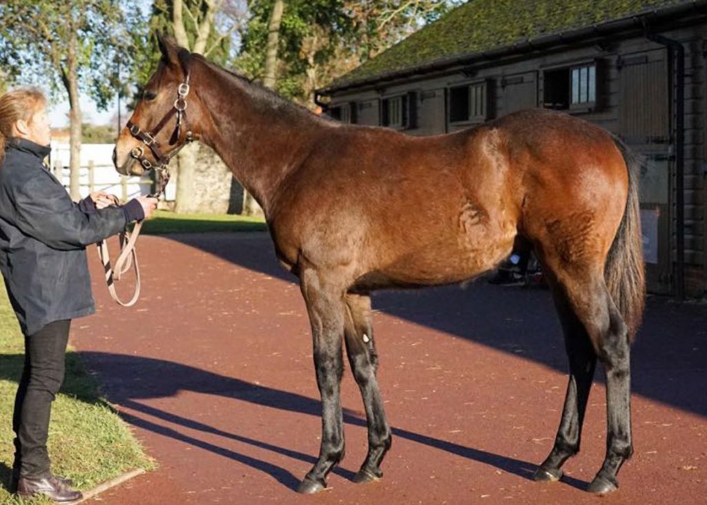 Frankel foal out of Cloudy Dawn