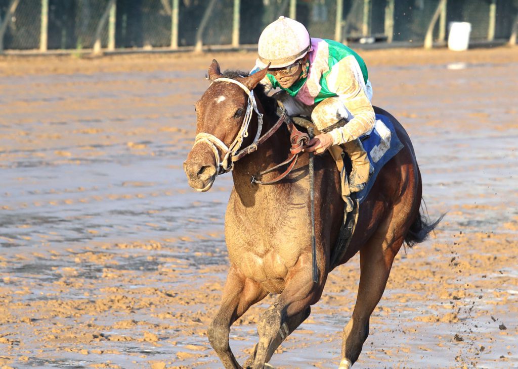 Marjoram at Churchill