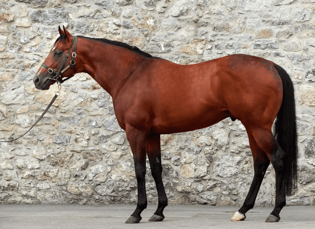 The sire Mehmas