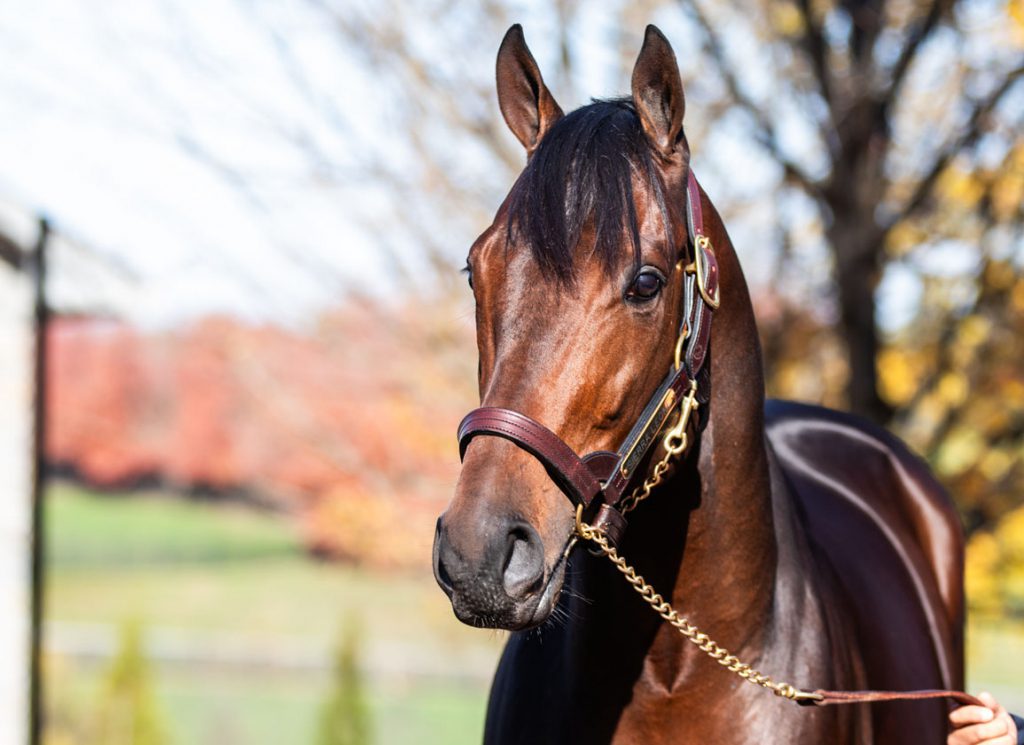 Sierra Leone at Ashford Stud