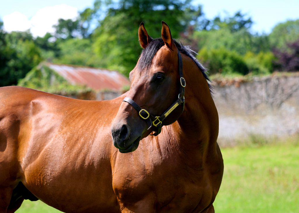Tally Ho Stud sire Starman