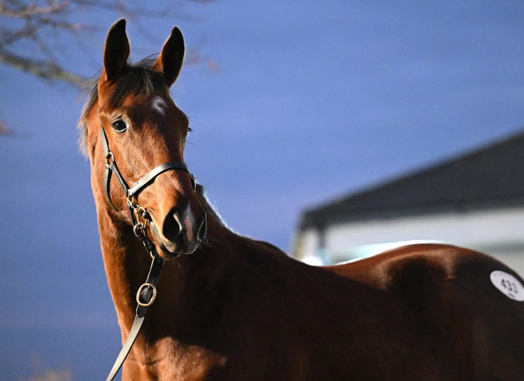 Lot 433, Tuesday's topper