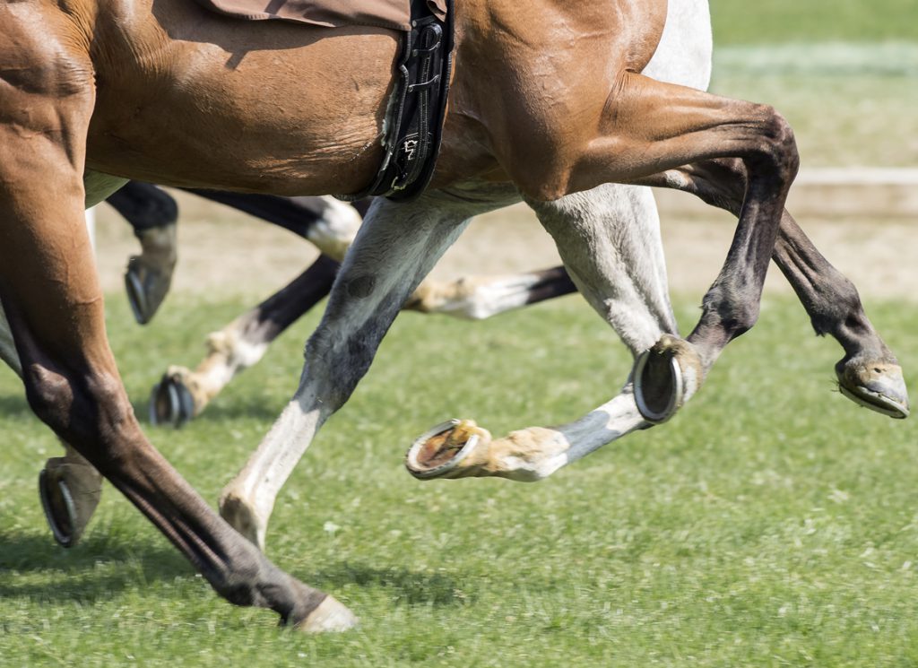 Horse legs at Aqueduct