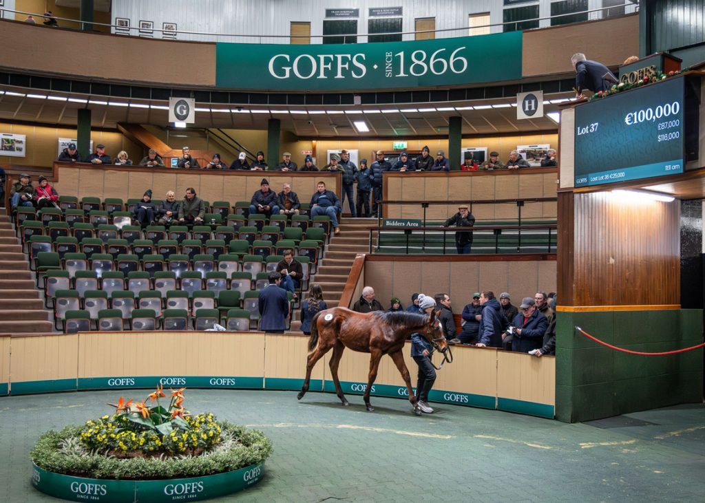 Walk In The Park colt, lot 37, 2025 GOFNHDEC