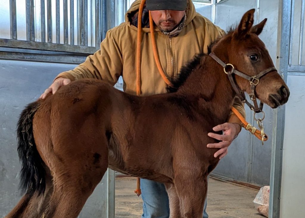 Brickyard Ride foal at Rancho San Miguel