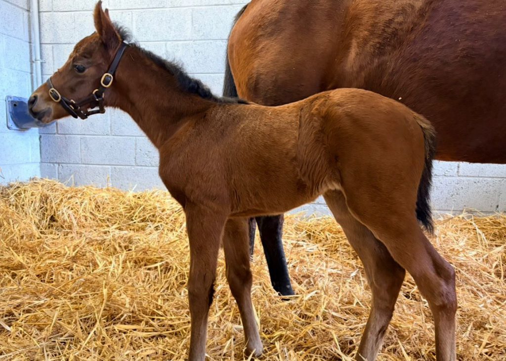 Filly foal by Henry Longfellow