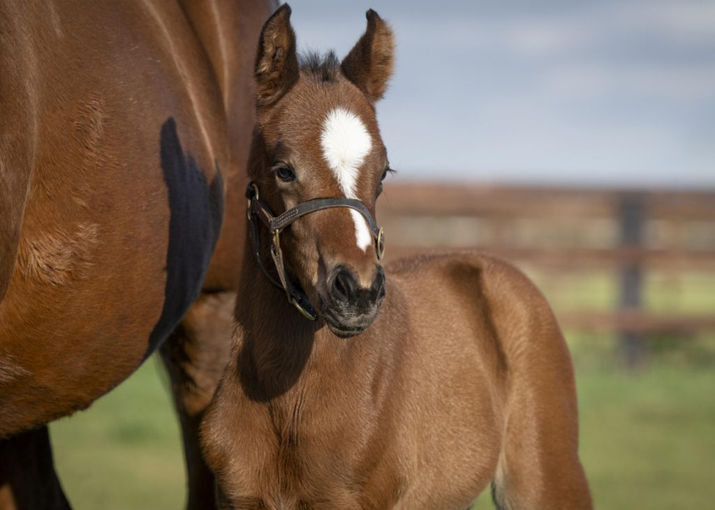 Bradsell's first reported foal