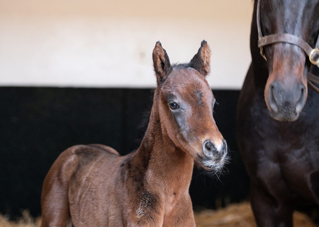 City Of Troy's first reported foal is a colt