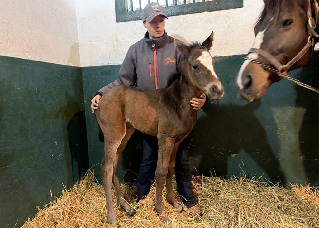 Chewing Gum filly in New York