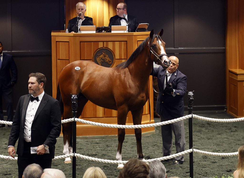 Lot 265, a son of Snitzel and Amarelinha