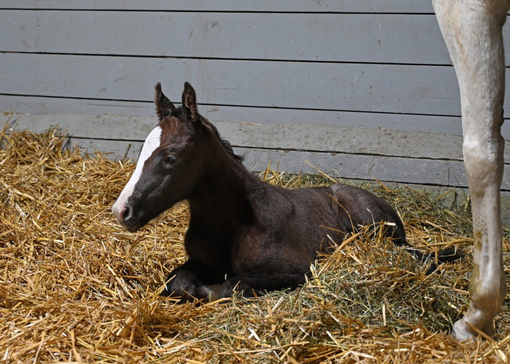 Muth's first foal at Gainesway