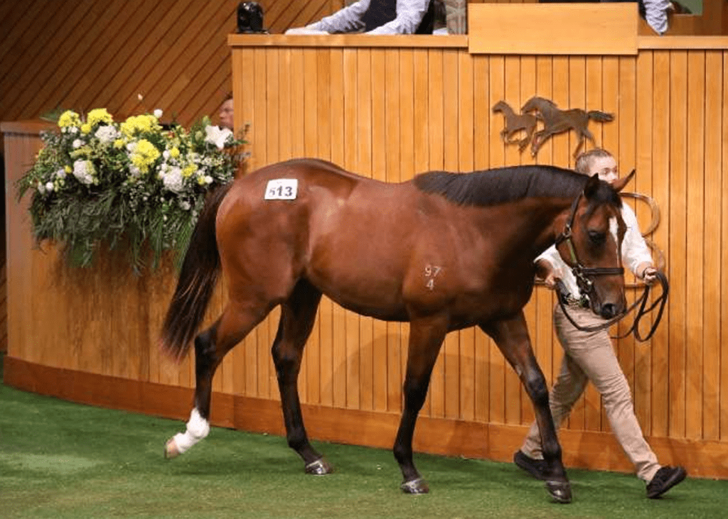 Sword Of State colt, the 2026 Karaka Day 2 topper