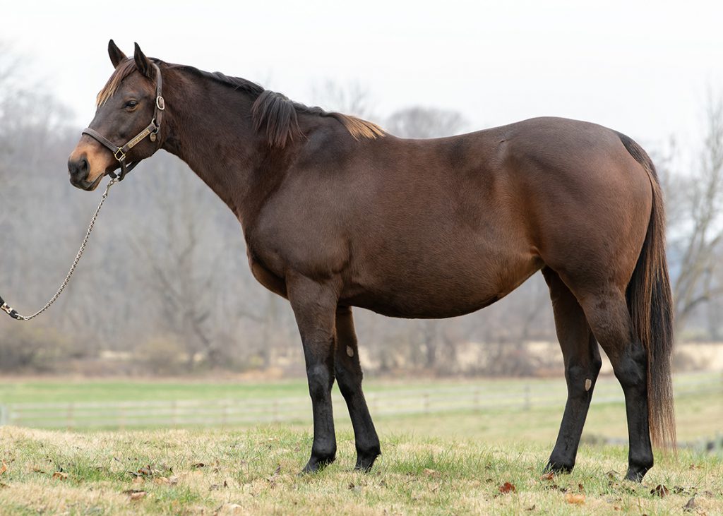 Adorabella at Westerly Farm in Pennsylvania