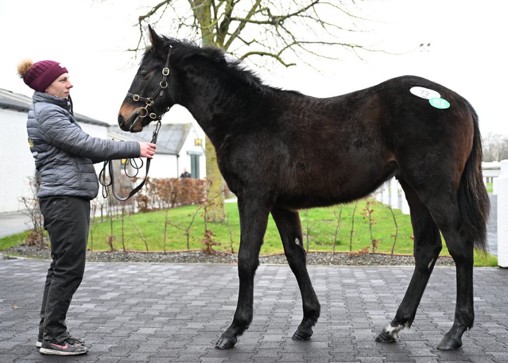Lot 72 was a son of Santiago and well-bred