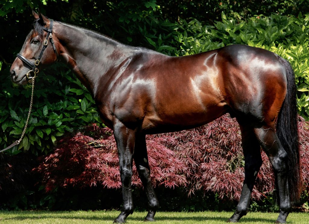 Coolmore's young sire Blackbeard