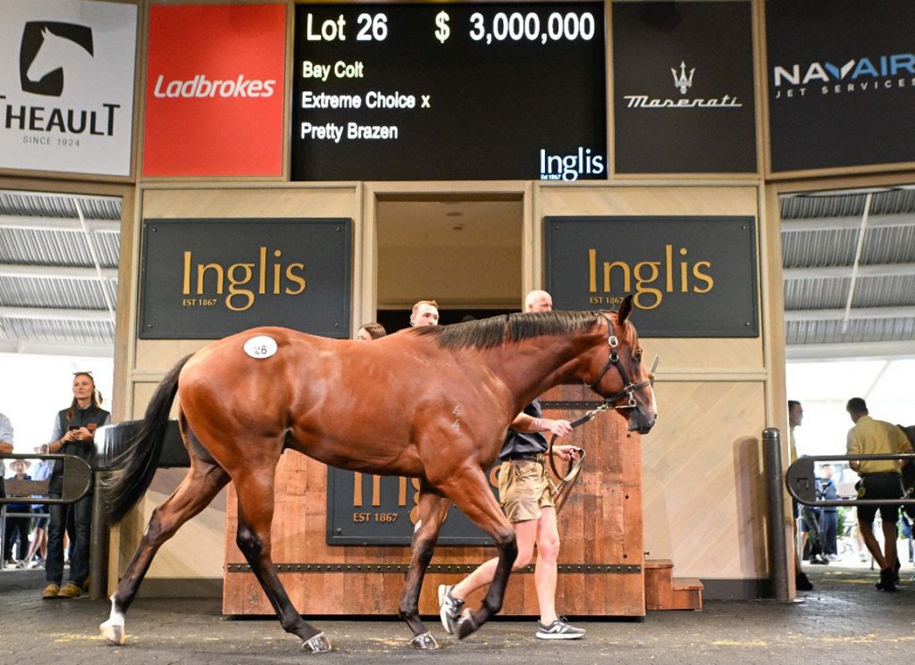 Lot 26, a colt by Extreme Choice, 2026 INGEAS