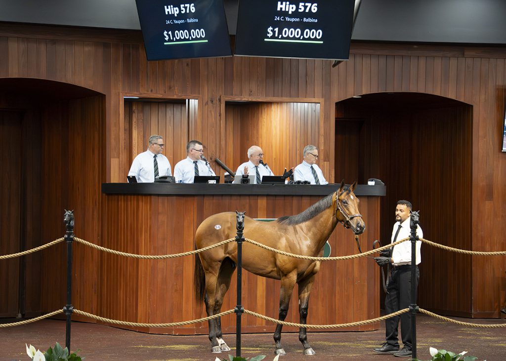 Yaupon colt at OBS