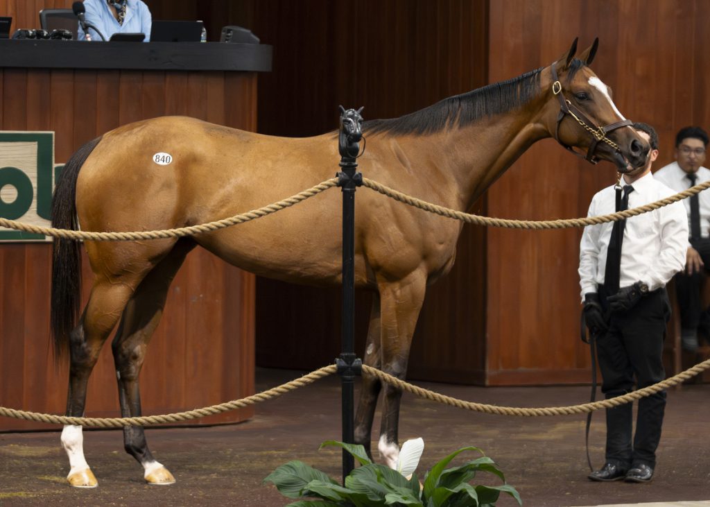 Bolt d'Oro filly at OBS