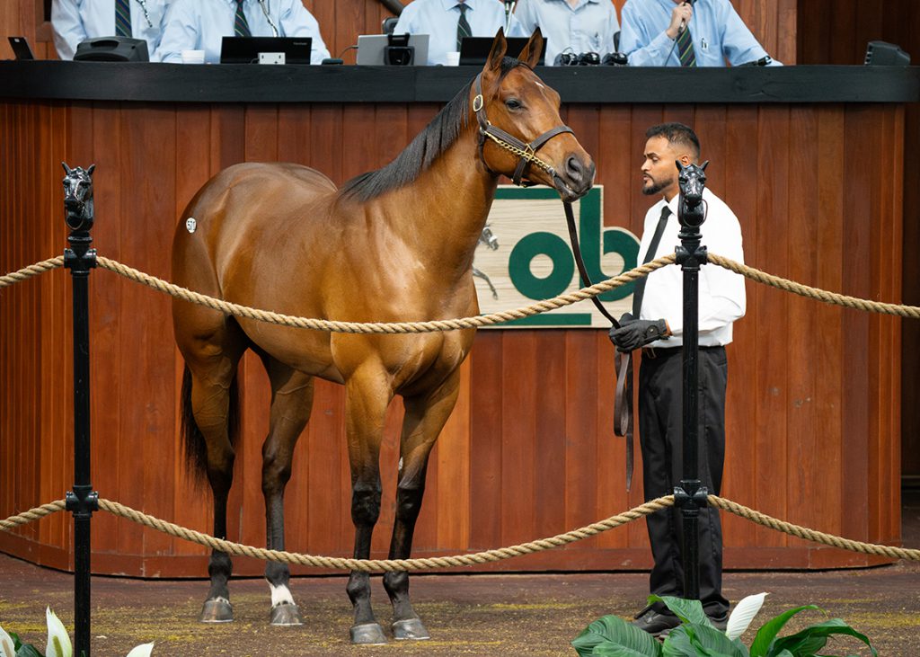 Jackie's Warrior filly at OBS