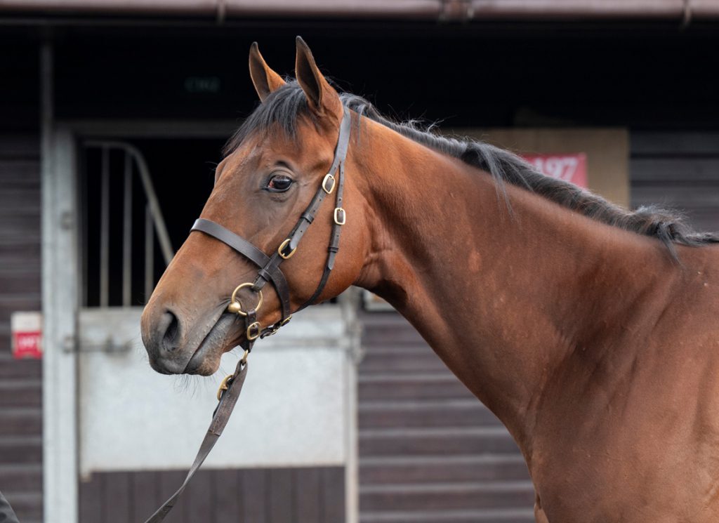 Lot 197, a son of Mehmas