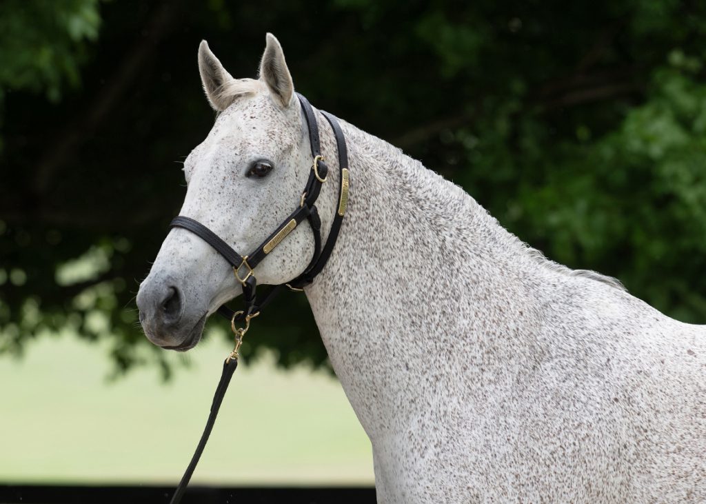 Carrumba at Claiborne