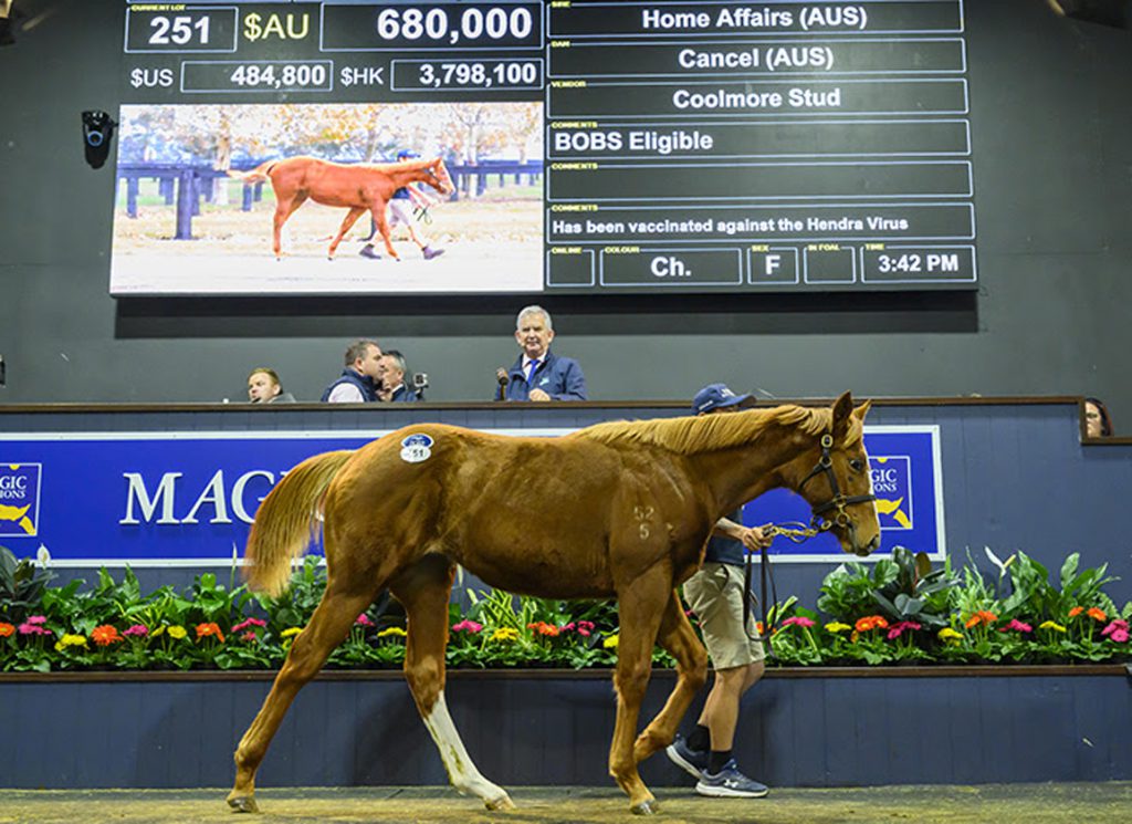 Home Affairs weanling filly MMLNAT