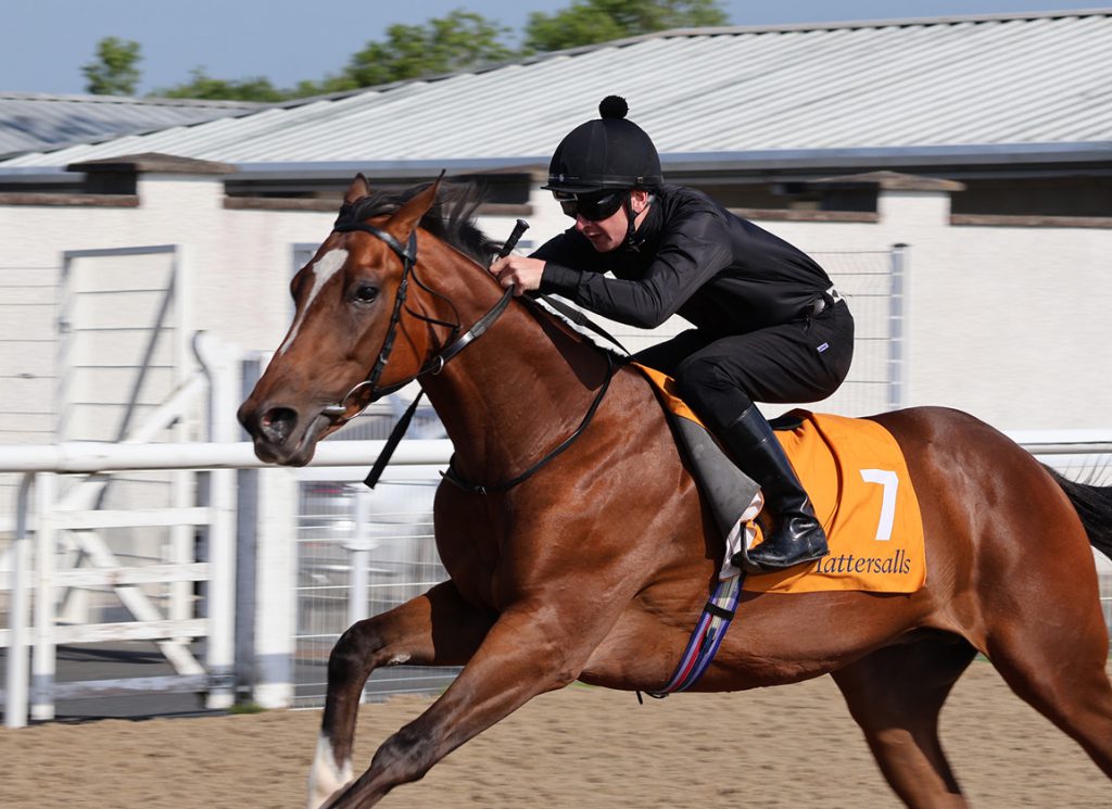 Lot 7 breezing at Dundalk
