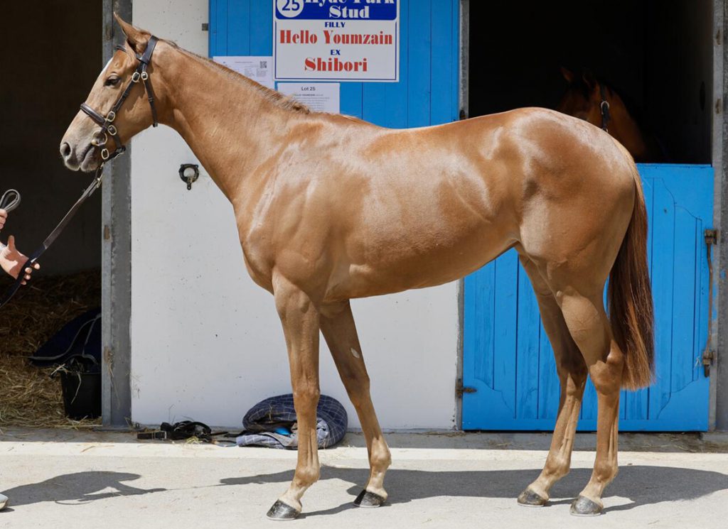 Lot 22, a daughter of Space Blues