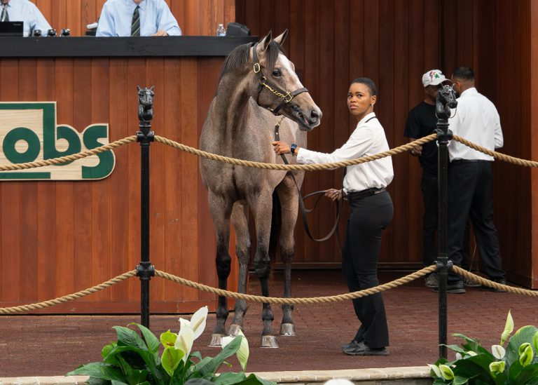 Cross Trafficx colt at OBS