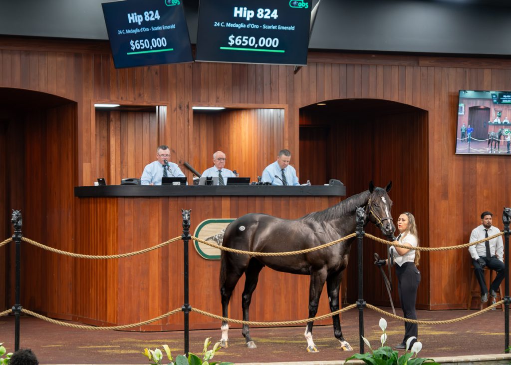 Medaglia d'Orox colt at OBS